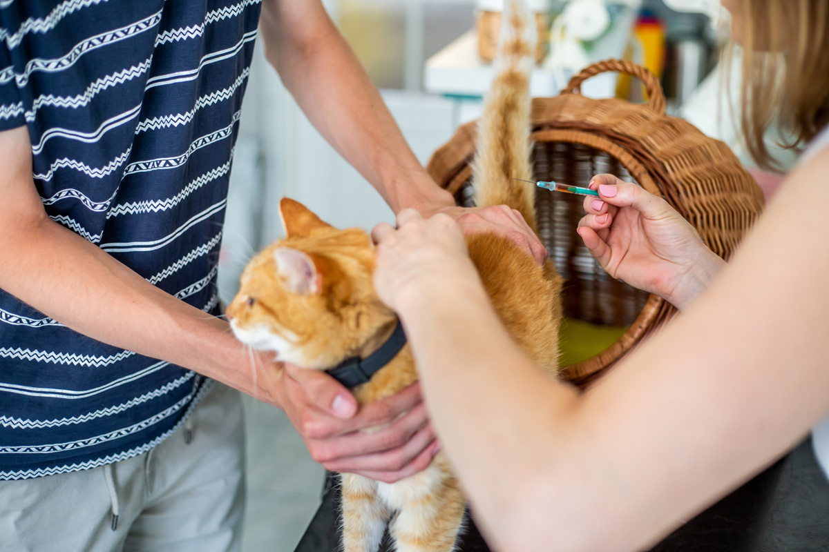 Cat getting vacination at the vet office