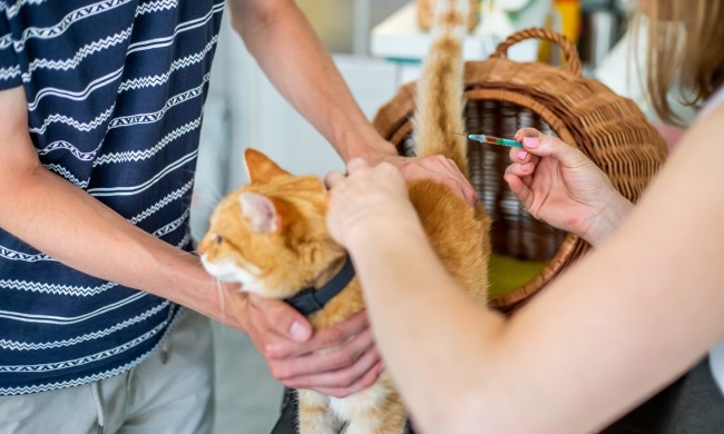 Cat getting vacination at the vet office