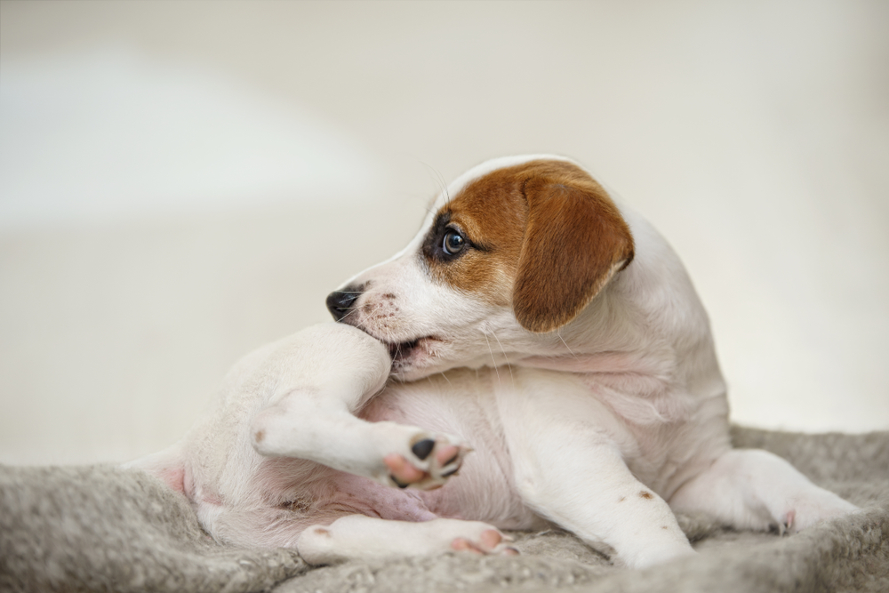 A Jack Russell terrier biting an itch on his hind leg