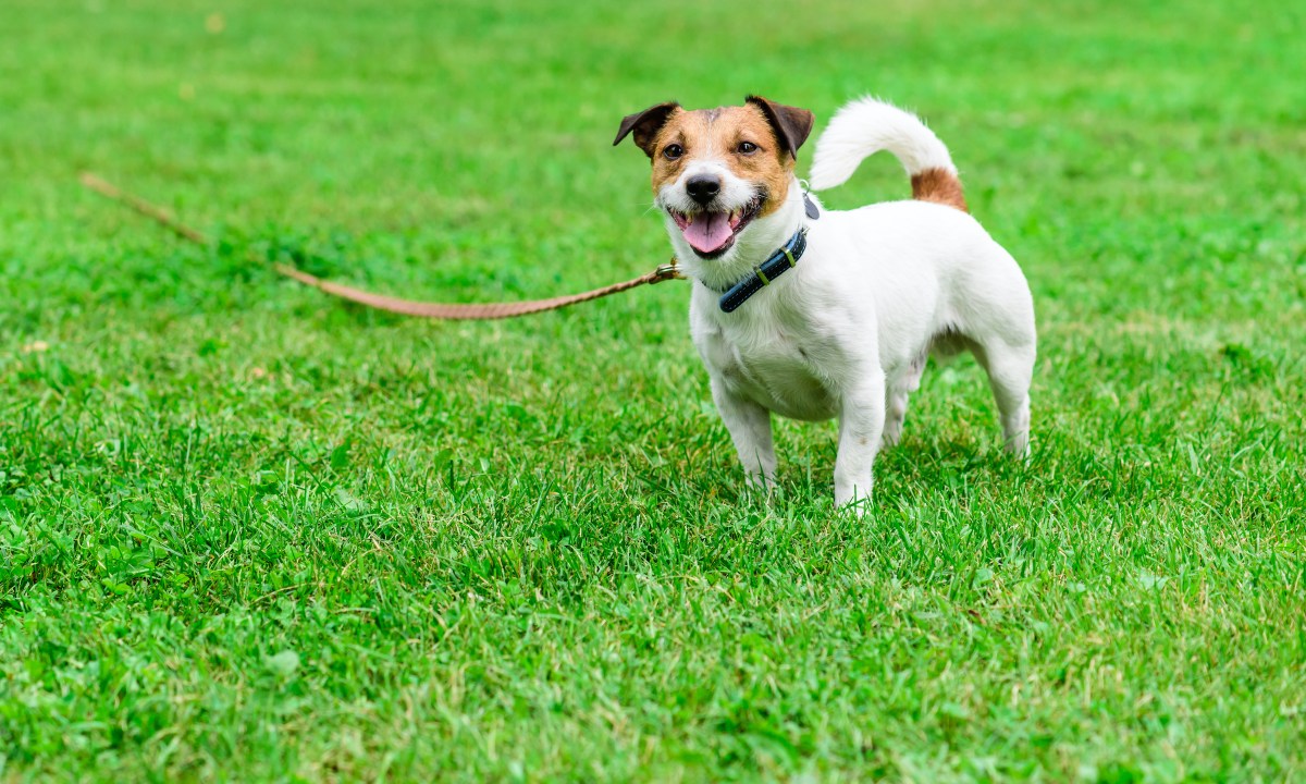 A Jack Russell terrier on a long leash stands in the grass