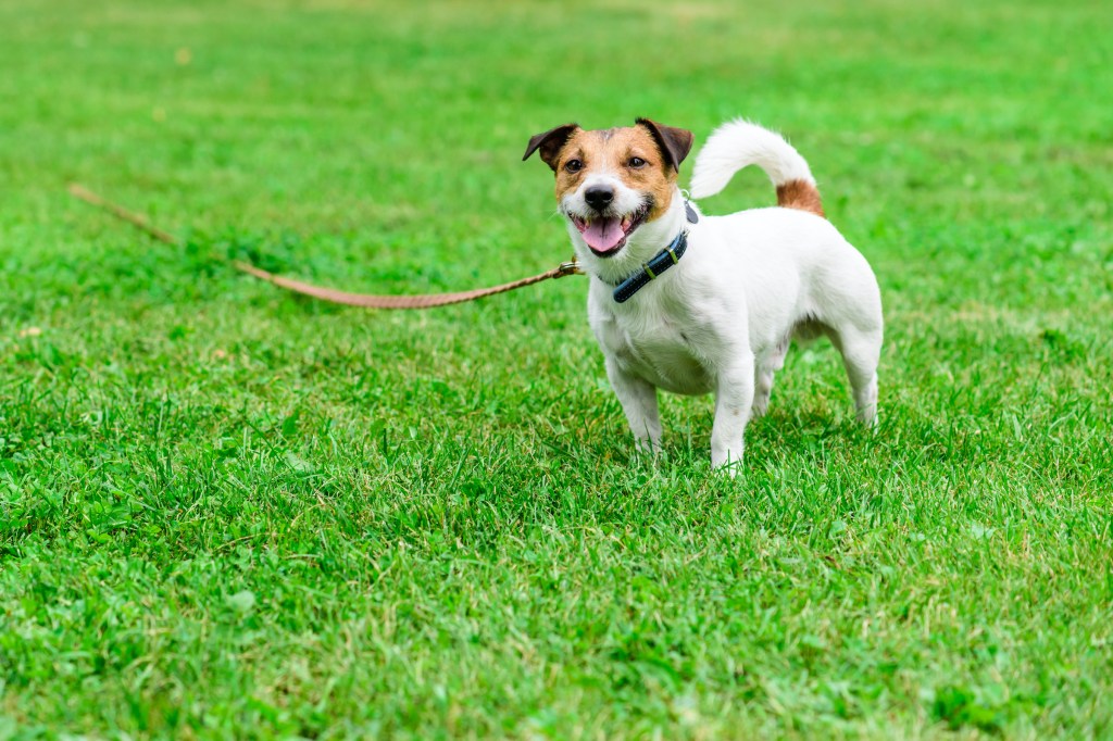 A Jack Russell terrier on a long leash stands in the grass