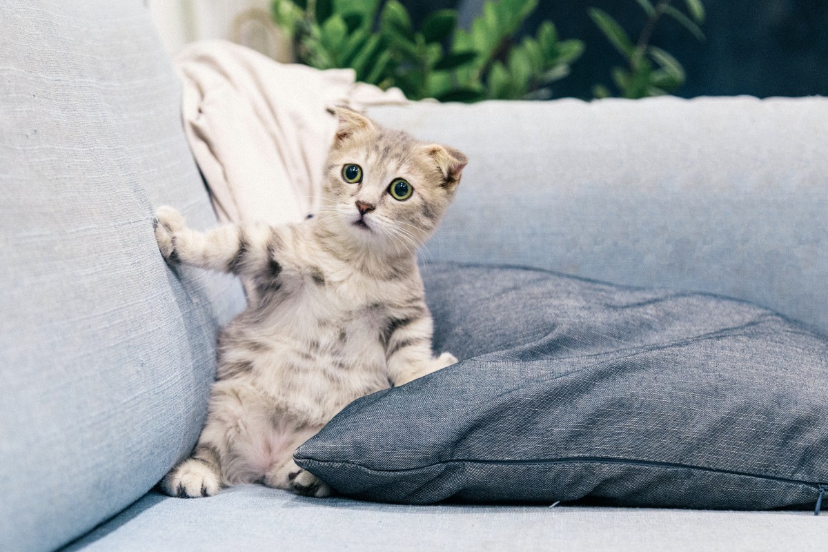 a gray kitten sitting on a couch