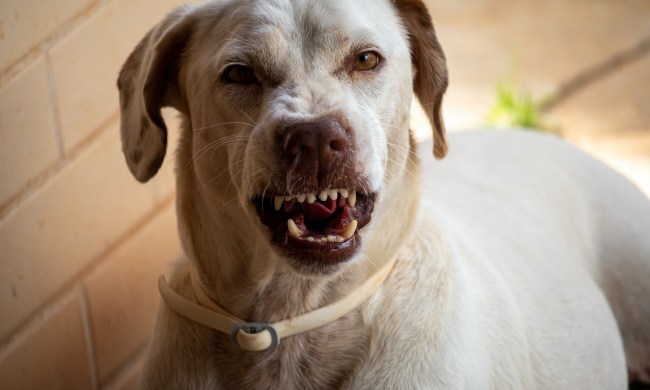 A Labrador retriever shows teeth and growls