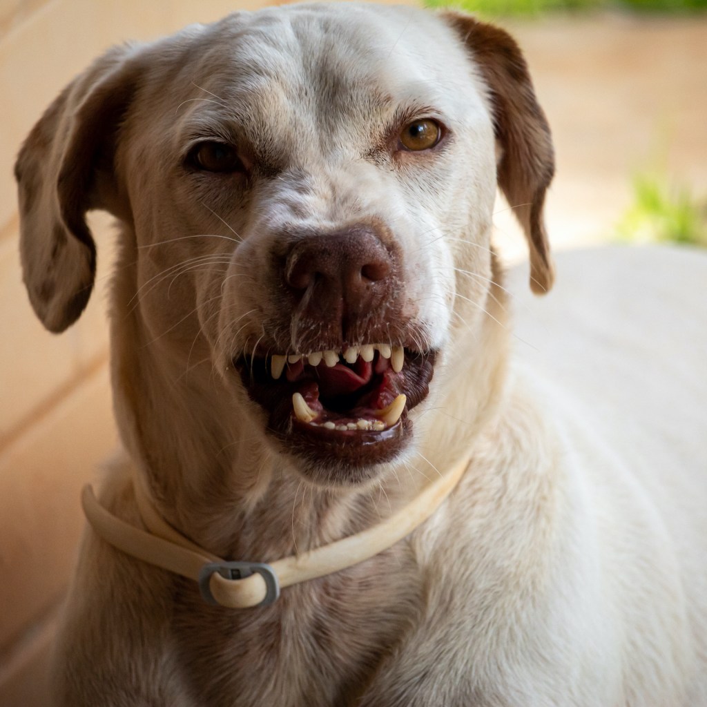 A Labrador Retriever shows teeth and growls