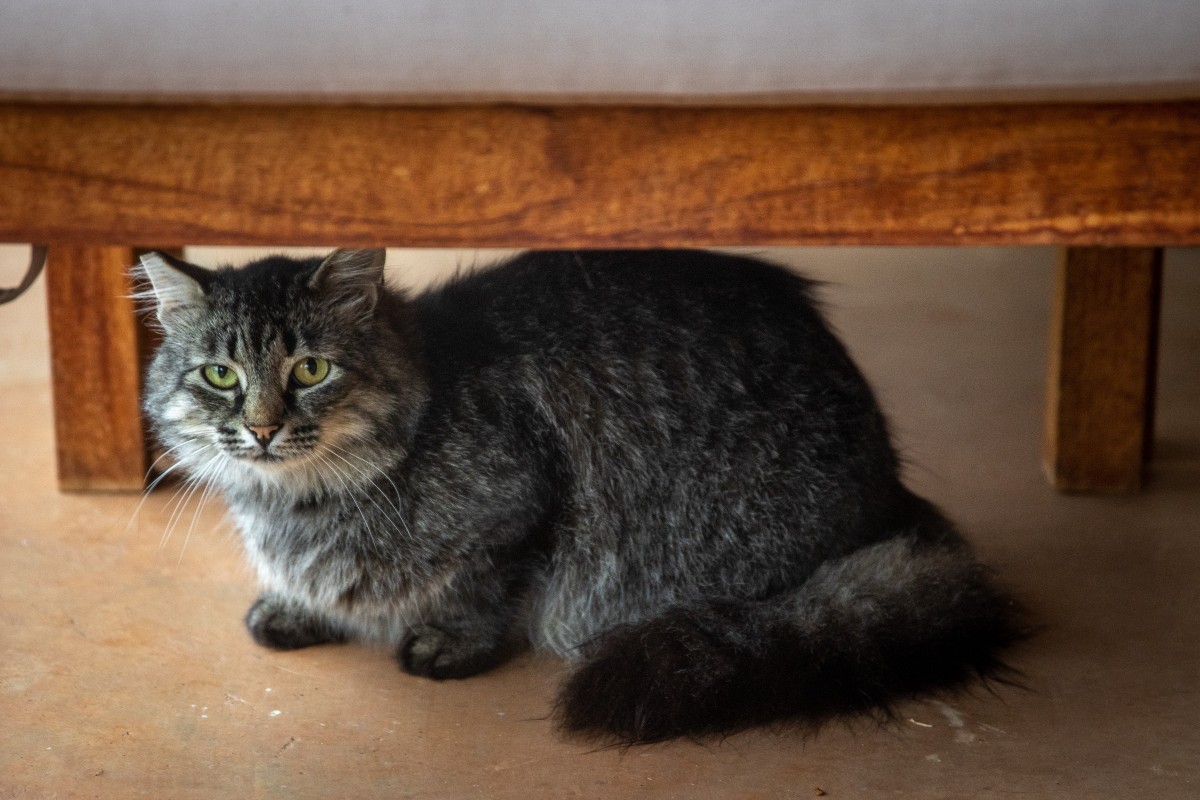 a large dark gray cat under a chair