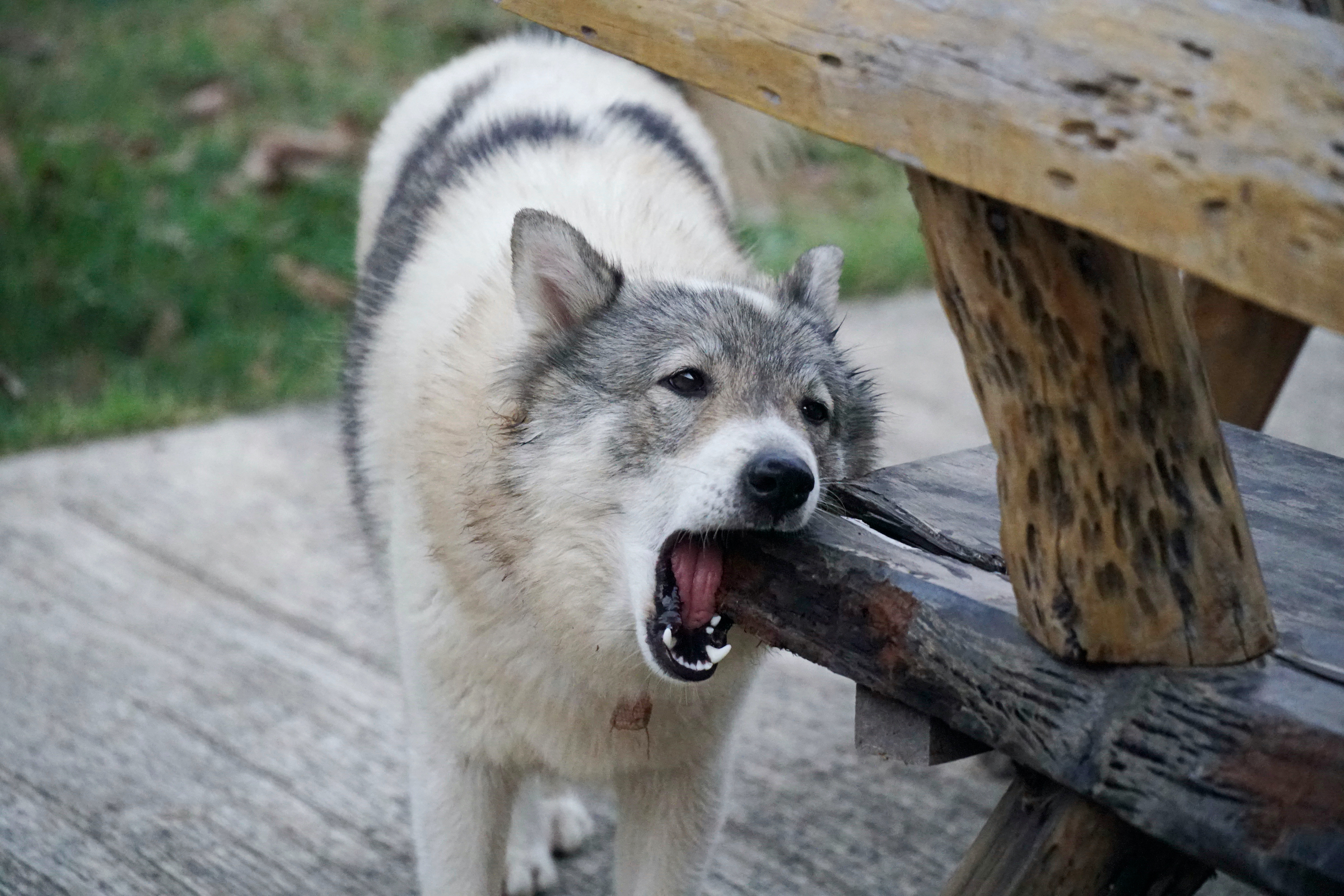 A large dog chews on the corner of a wooden table