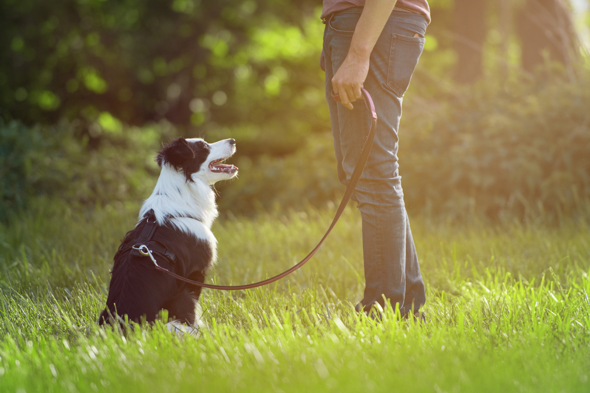 Leashed dog sitting looking at owner.