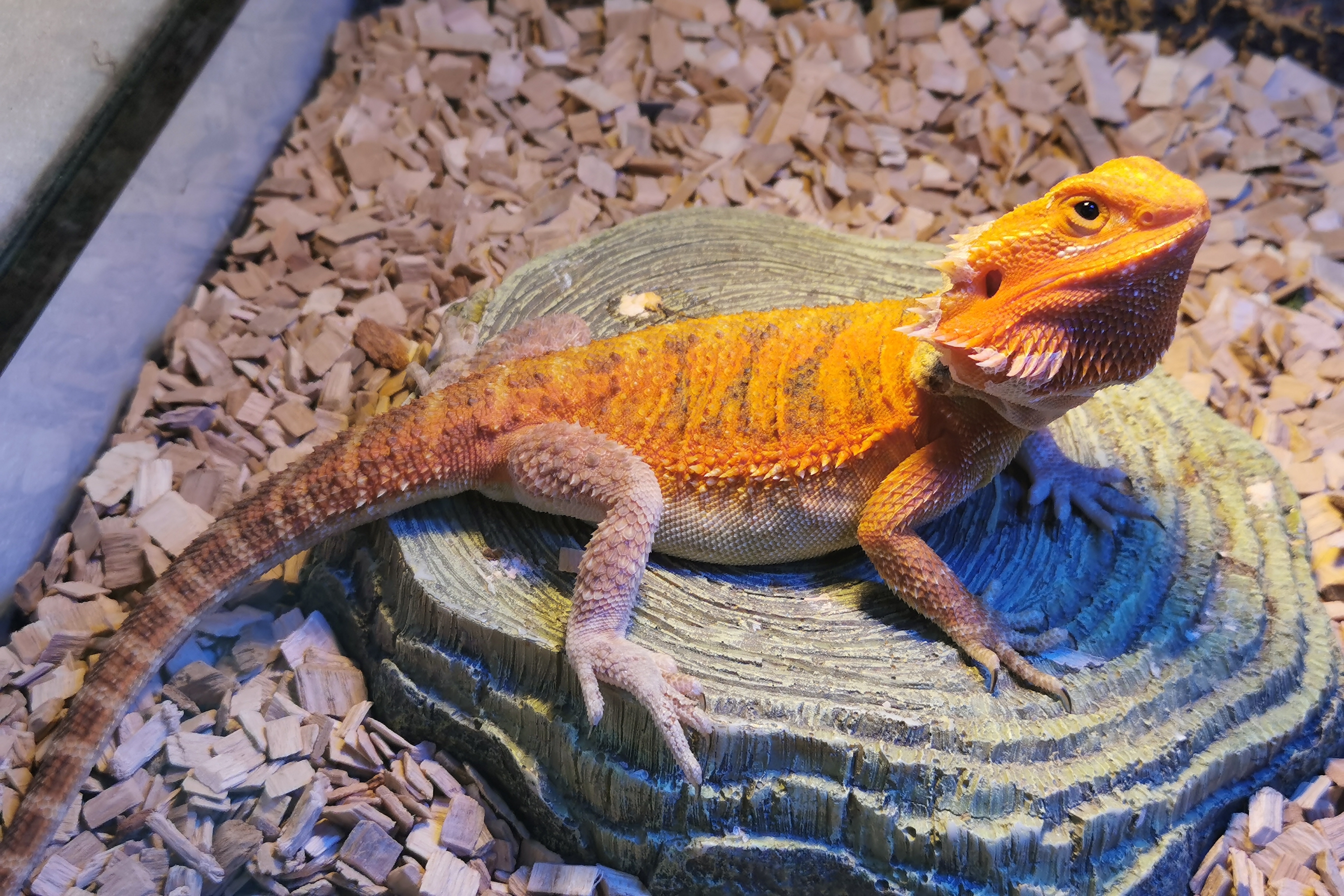 Lizard suns on a rock under a heat source