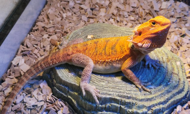 Lizard suns on a rock under a heat source