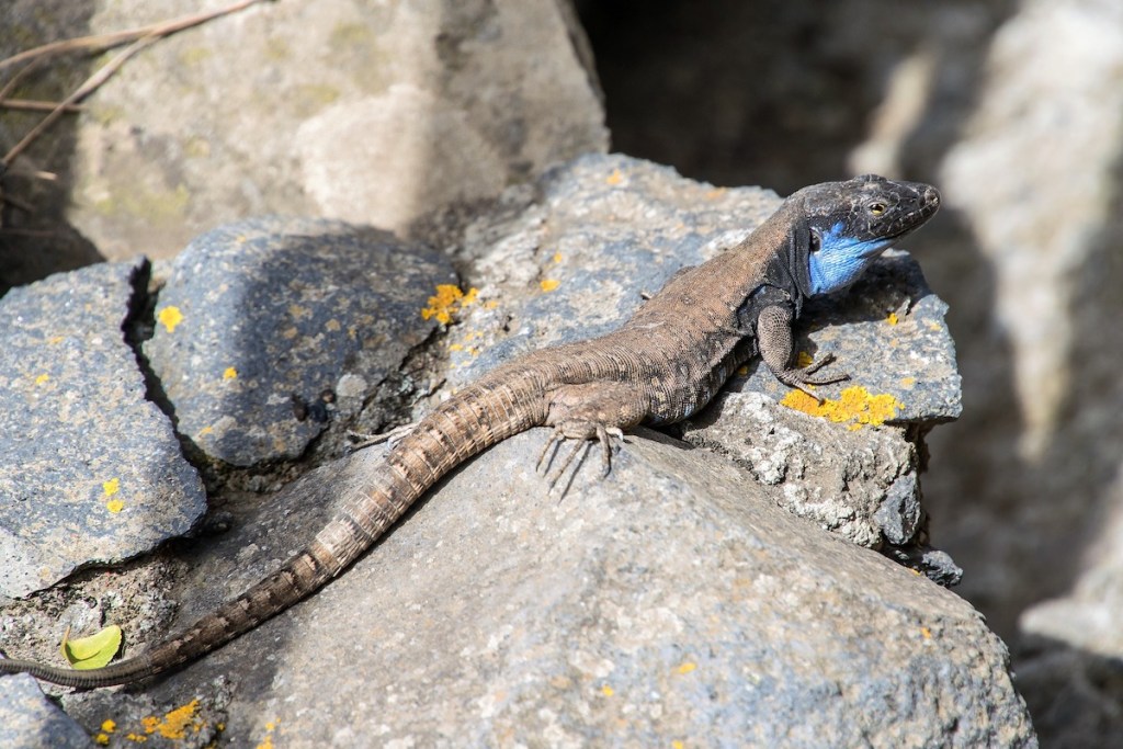 Why Are Reptiles Cold-Blooded? | PawTracks