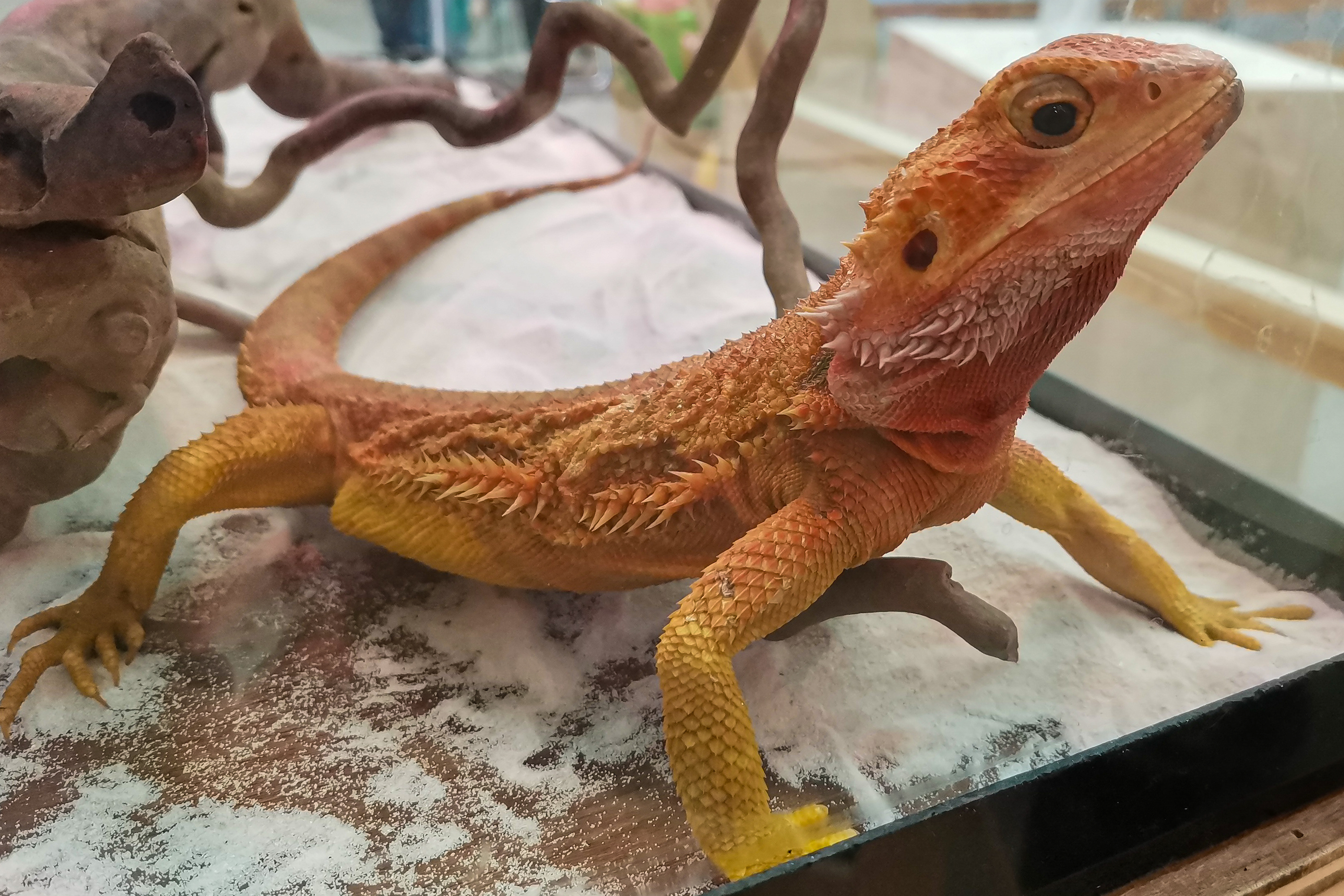 Lizard on substrate in his cage