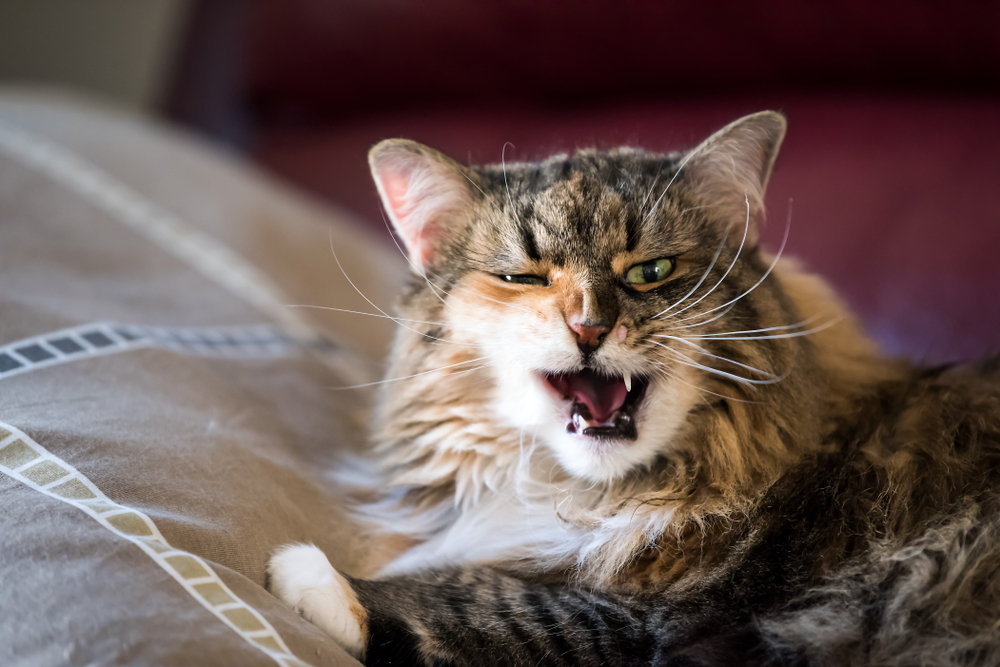 A Maine Coon cat lying on a bed hisses at the camera.