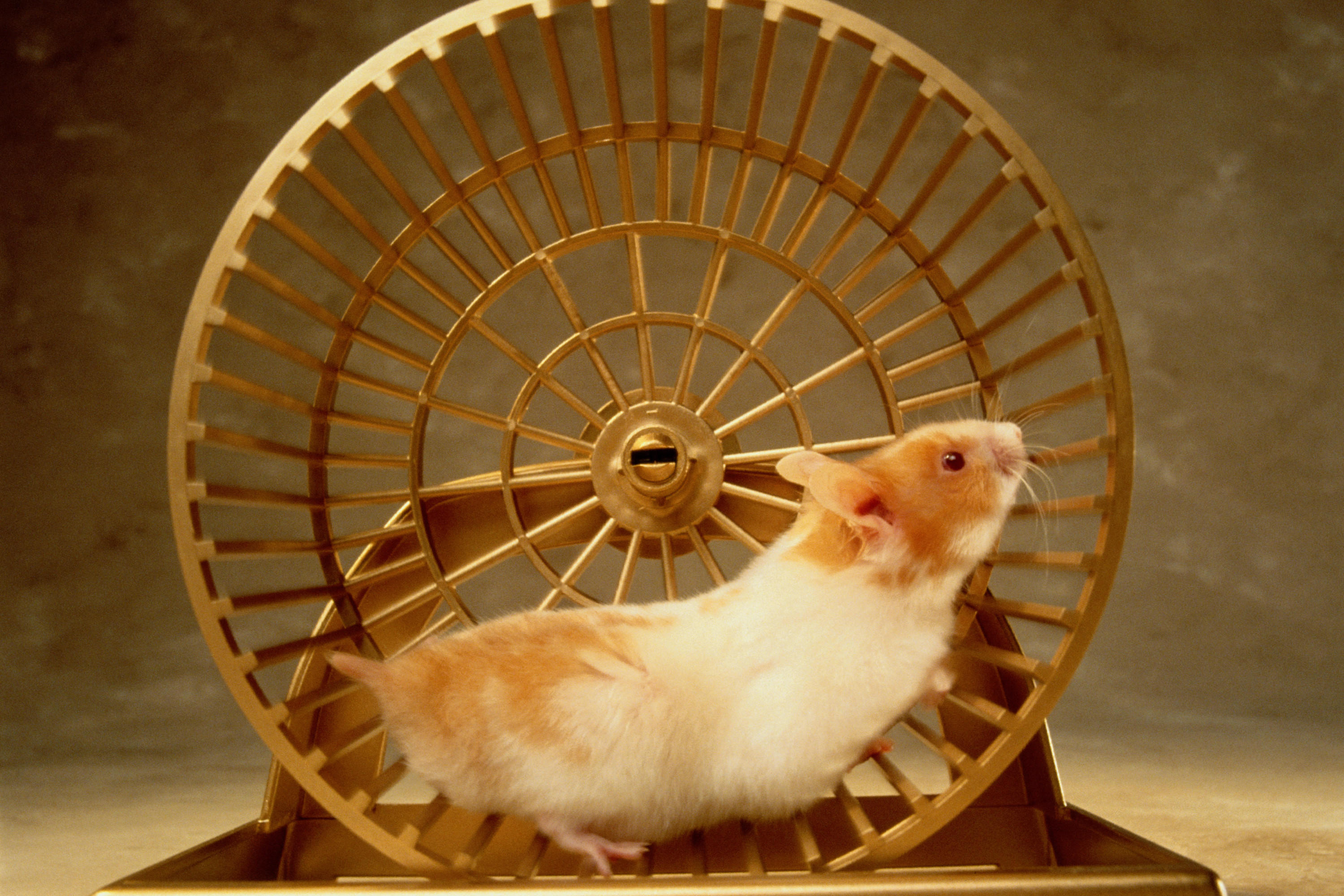 Hamster studiously runs in her golden wheel