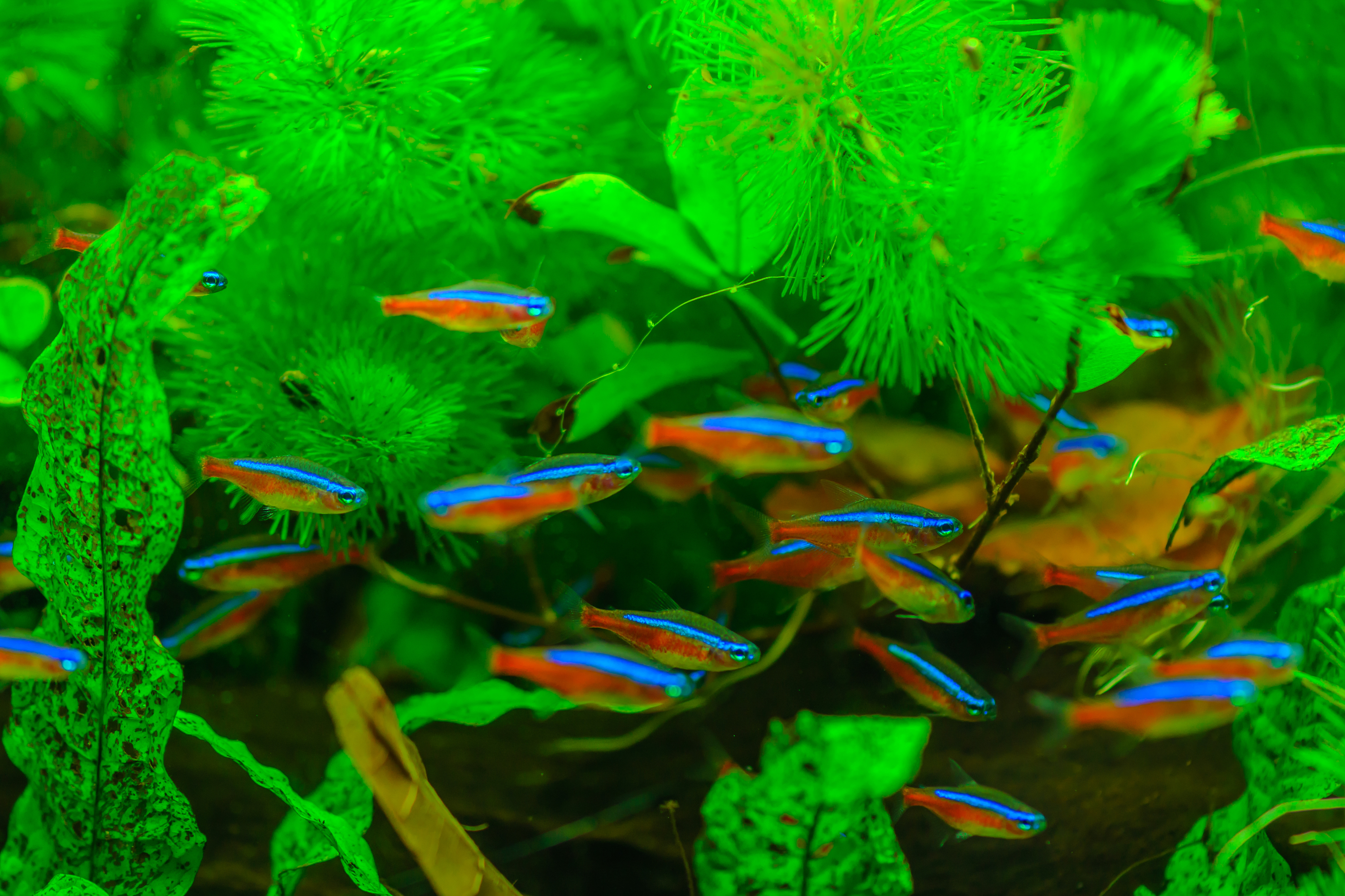 Neon tetra school swims in tank