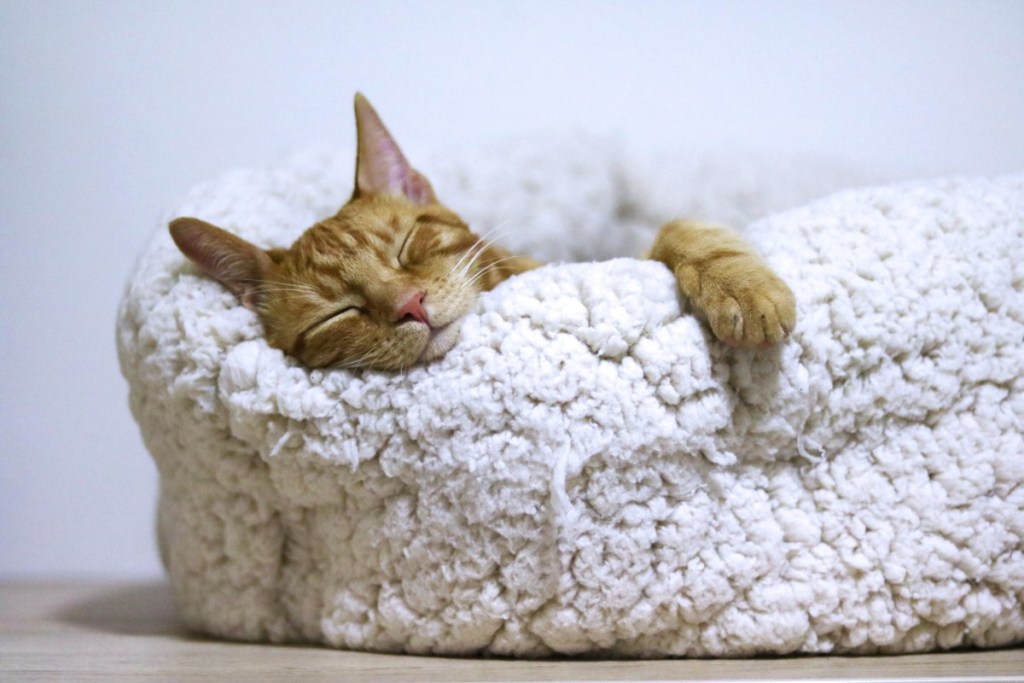 orange cat in a white fleece bed