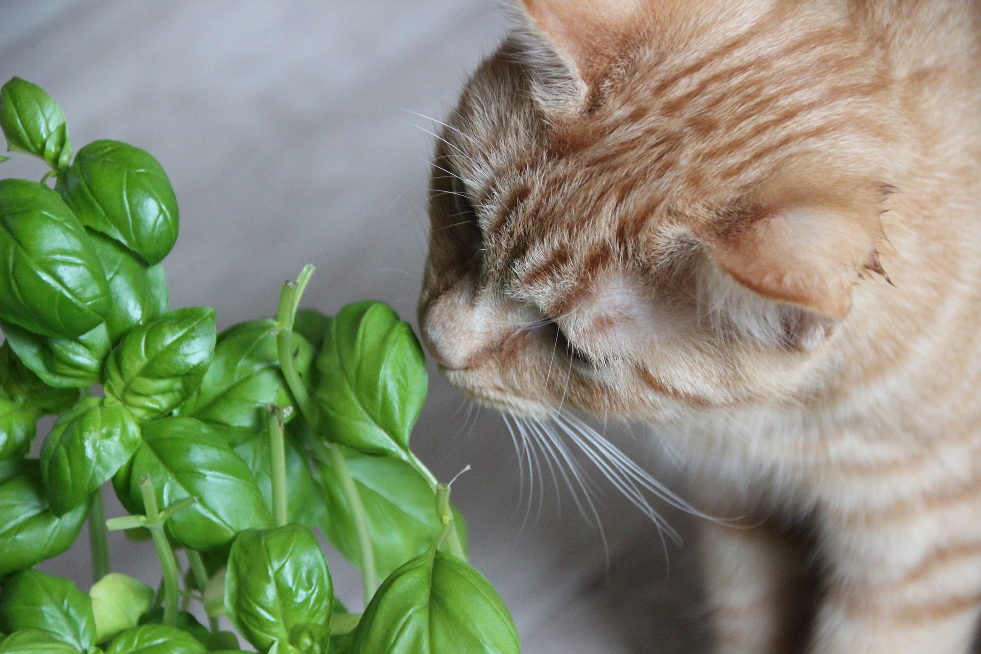 Orange cat sniffing a plant indoors