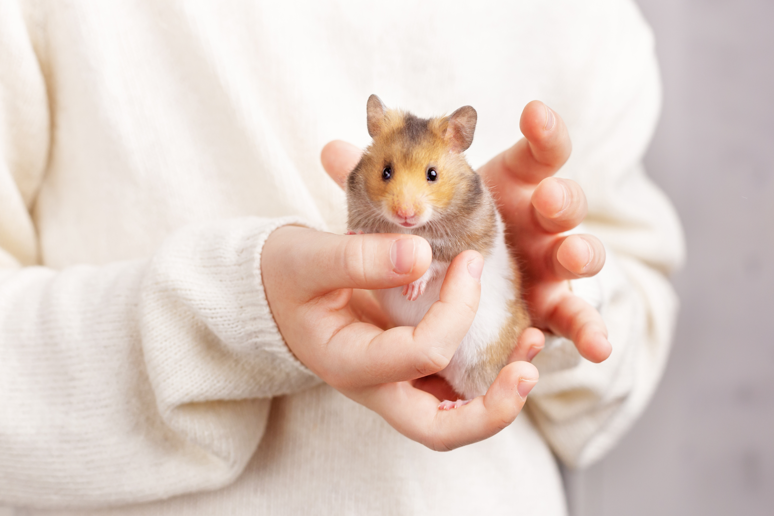 Owner holds her hamster in her hands