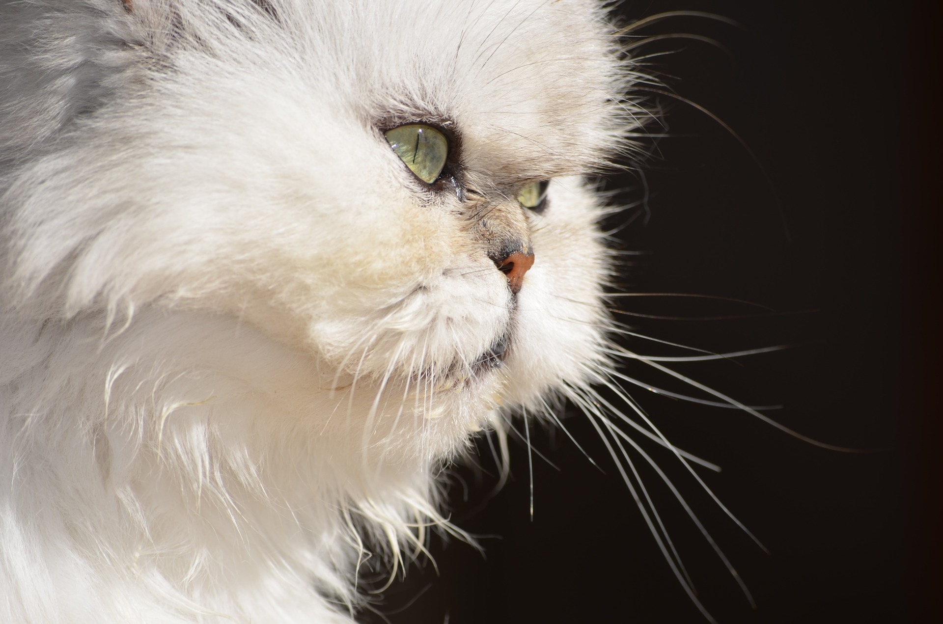 Side view of a white Persian cat's face