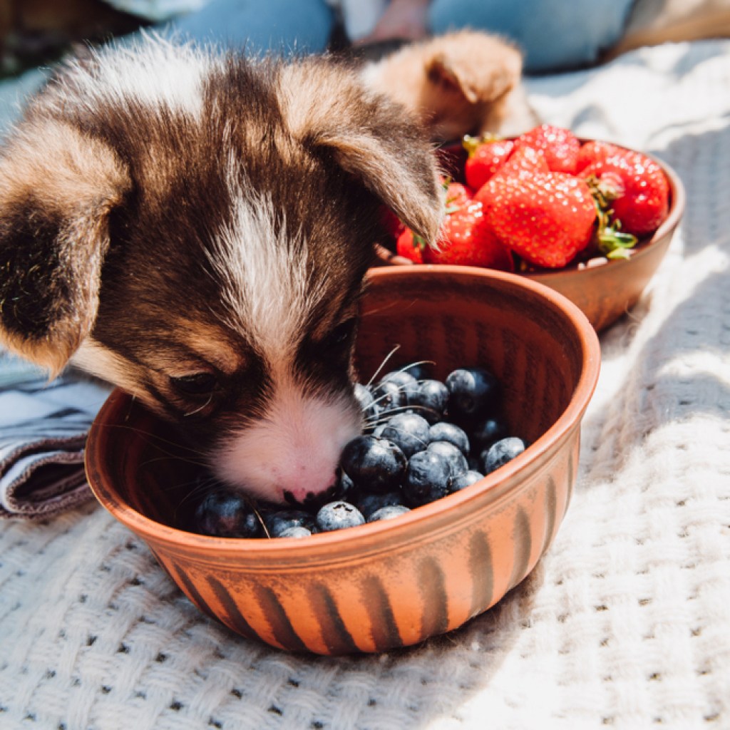 A puppy eating blueberries from a terra cotta bowl.