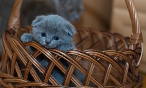 a sad gray kitten in a woven basket