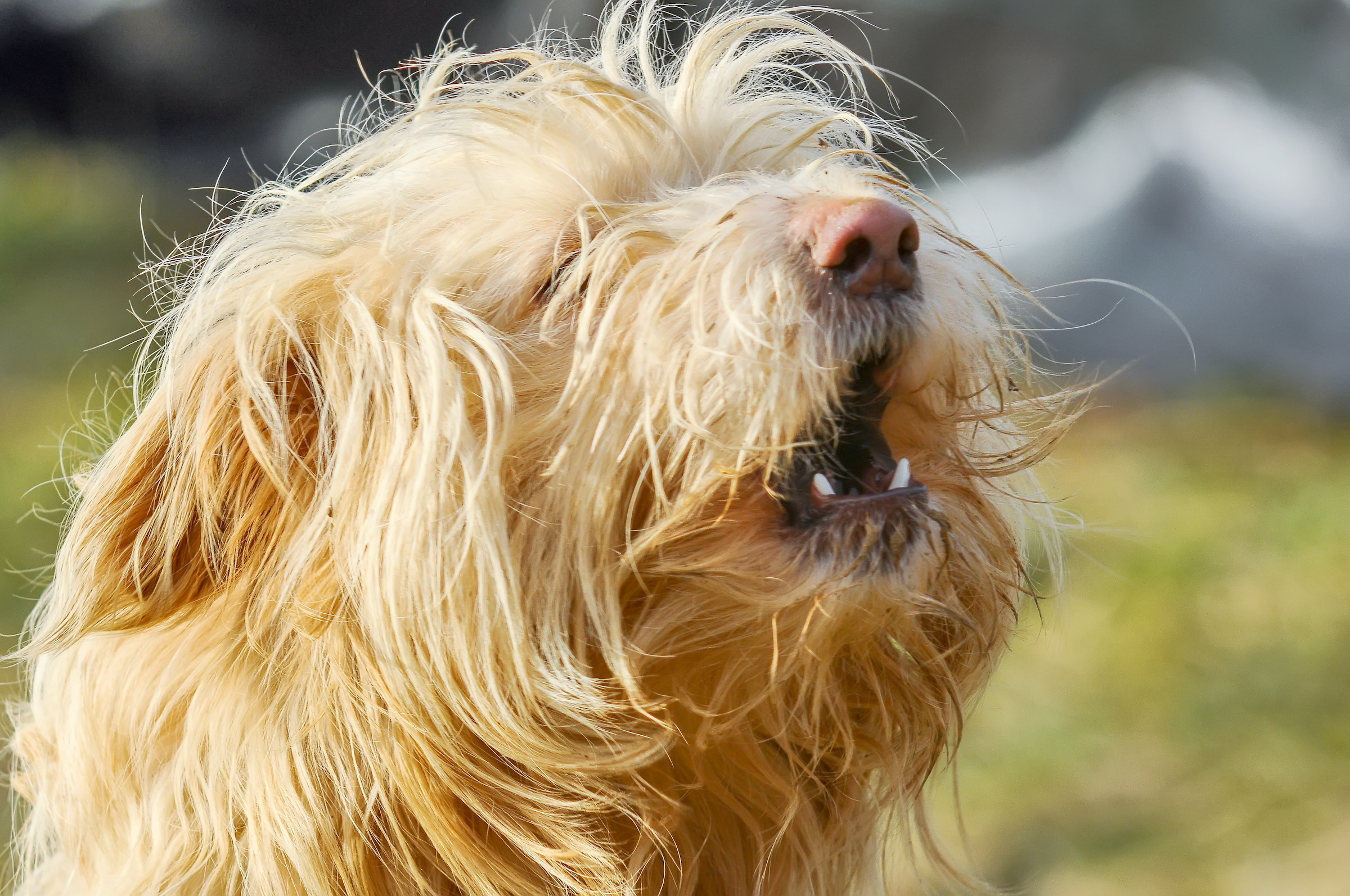 A dog with long, scruffy hair barks with his mouth open