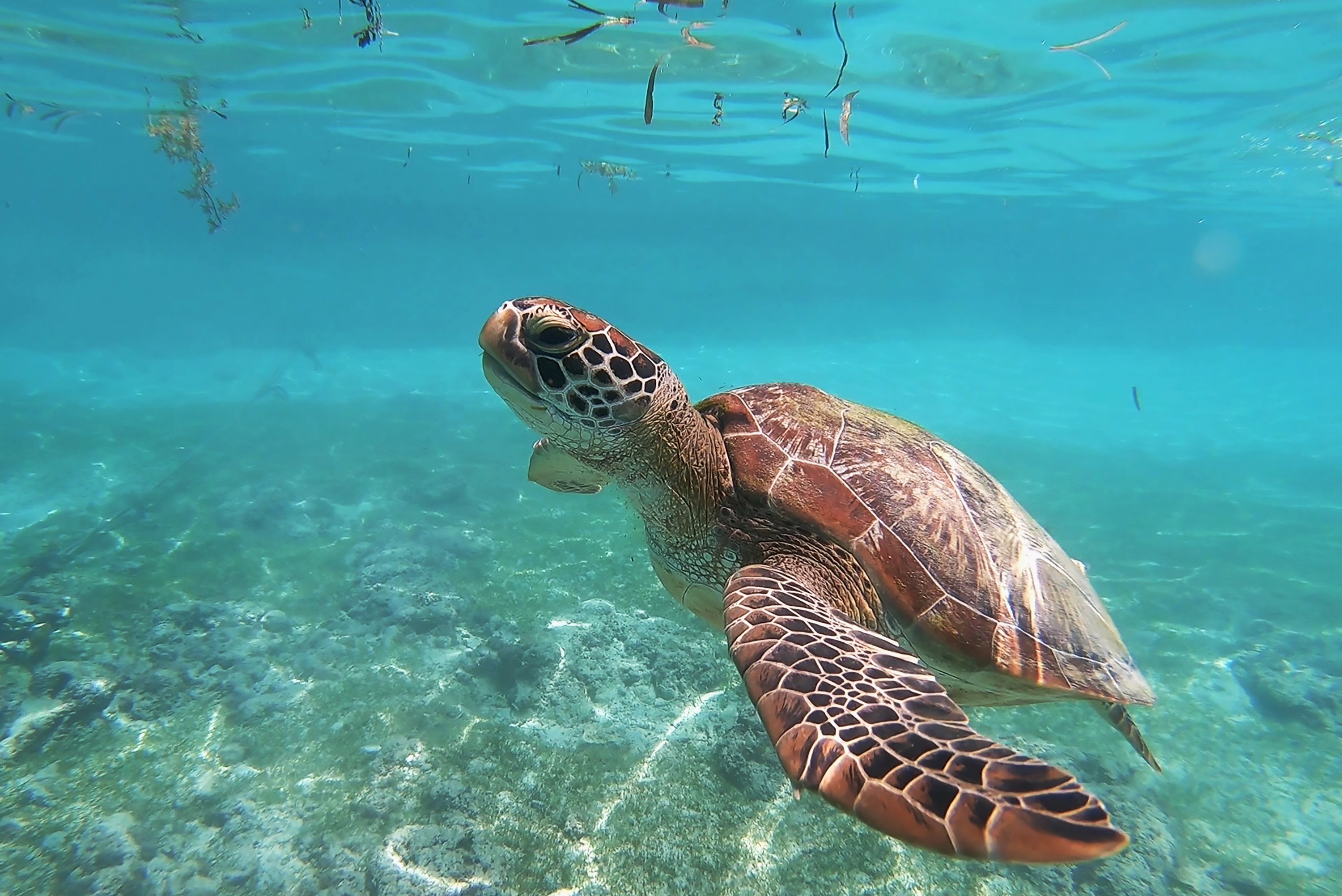 Sea turtle swims gently in the sea
