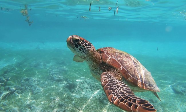 Sea turtle swims gently in the sea