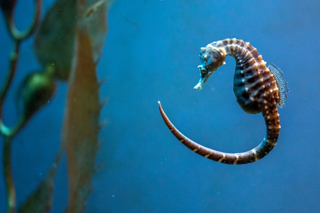 Seahorse curls his tail under the water