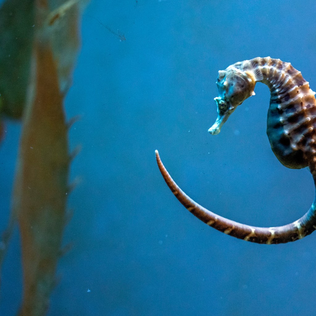 Seahorse curls his tail under the water
