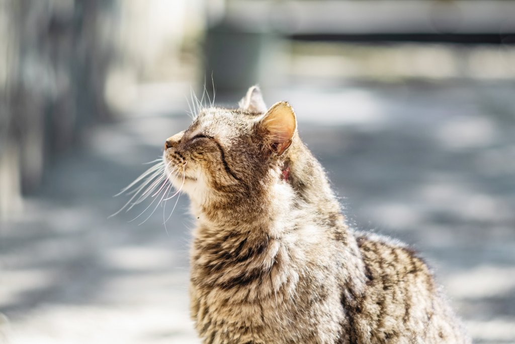 A senior cat sits outside with her head in the air