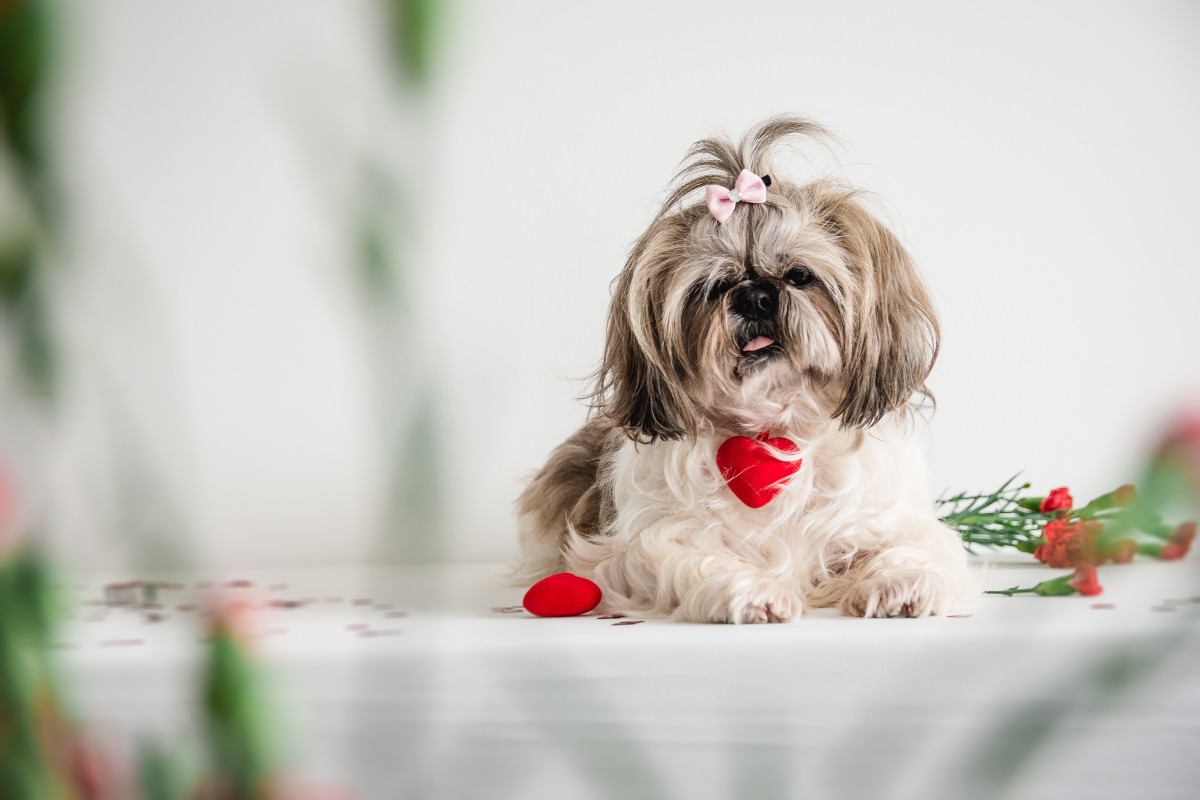 shih tzu on a white table with valentine's day collar