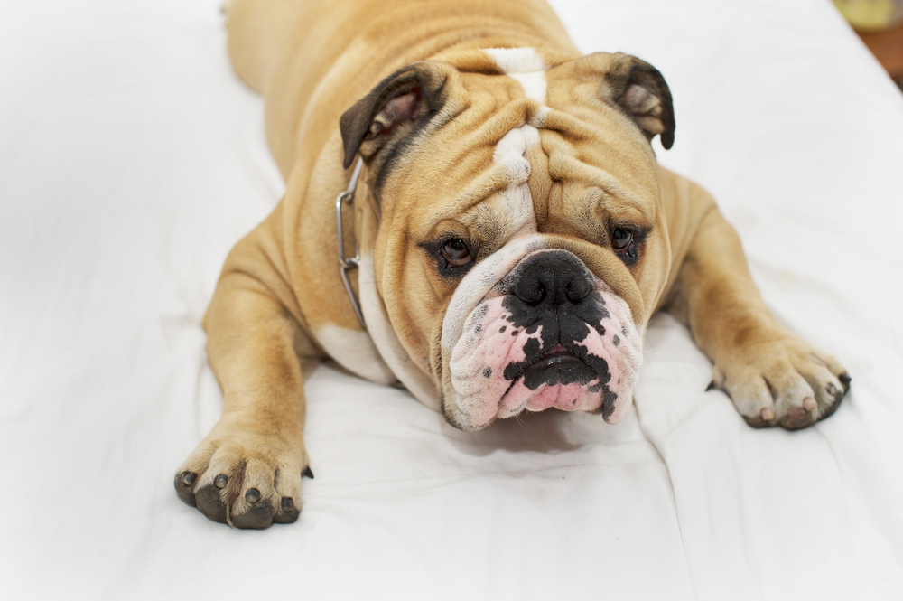 A sick Bulldog lying on a white bed.