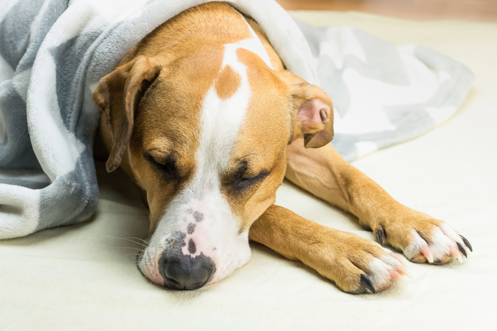 A sick dog lies down under a blanket