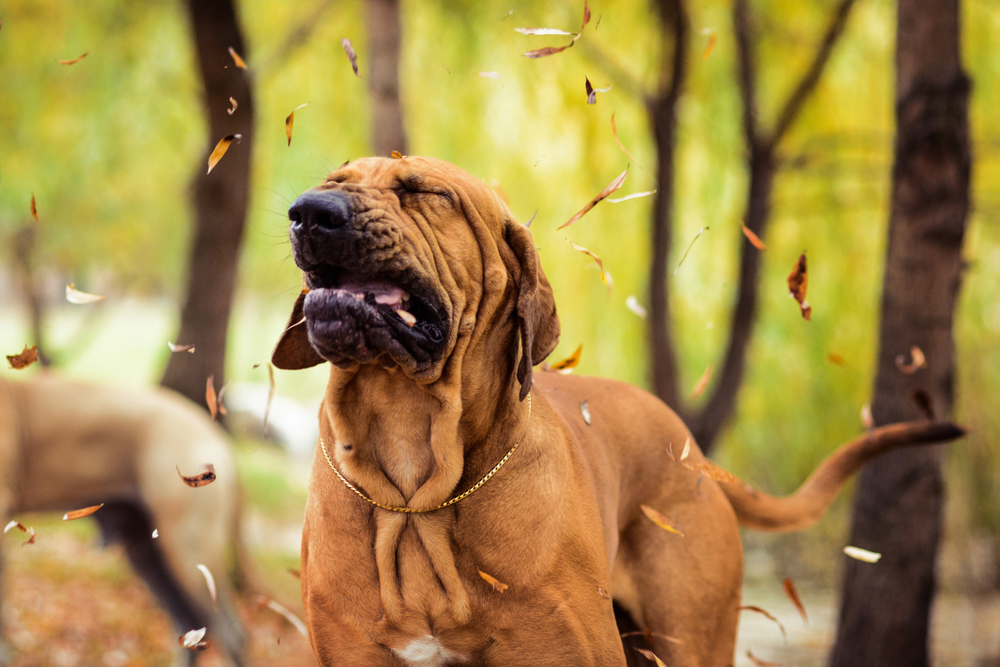 A Fila Brasileiro sneezing in the woods.