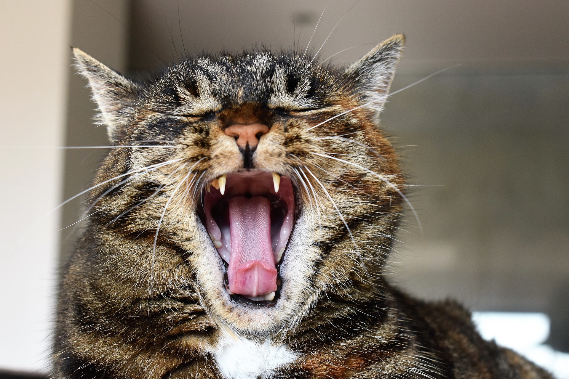 Cat yawning, providing a clear view of his tongue, teeth, and gums