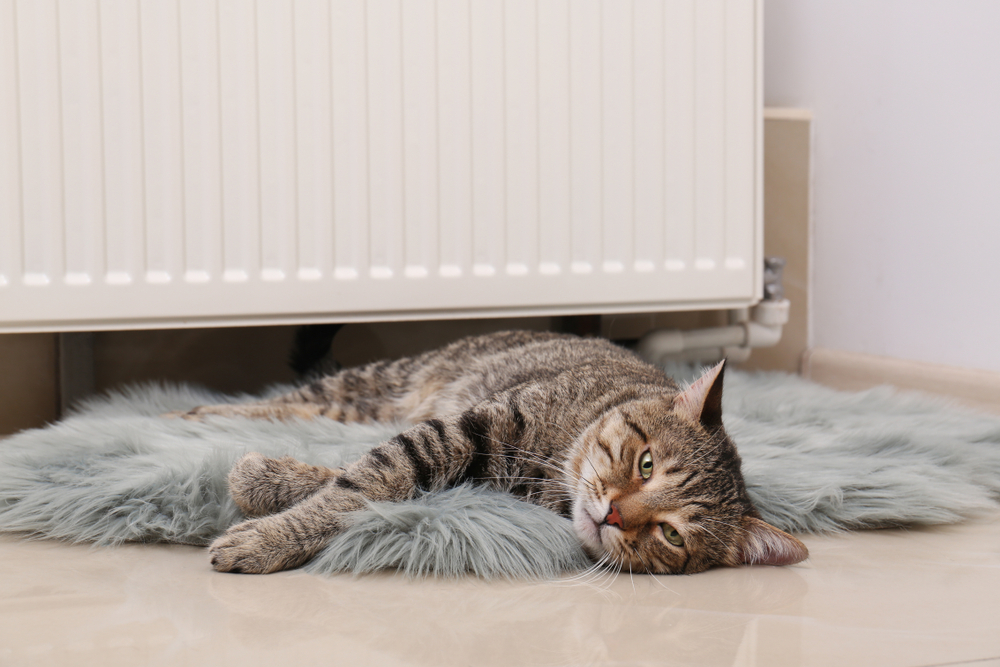 A tabby cat stretches out on a gray faux fur rug.