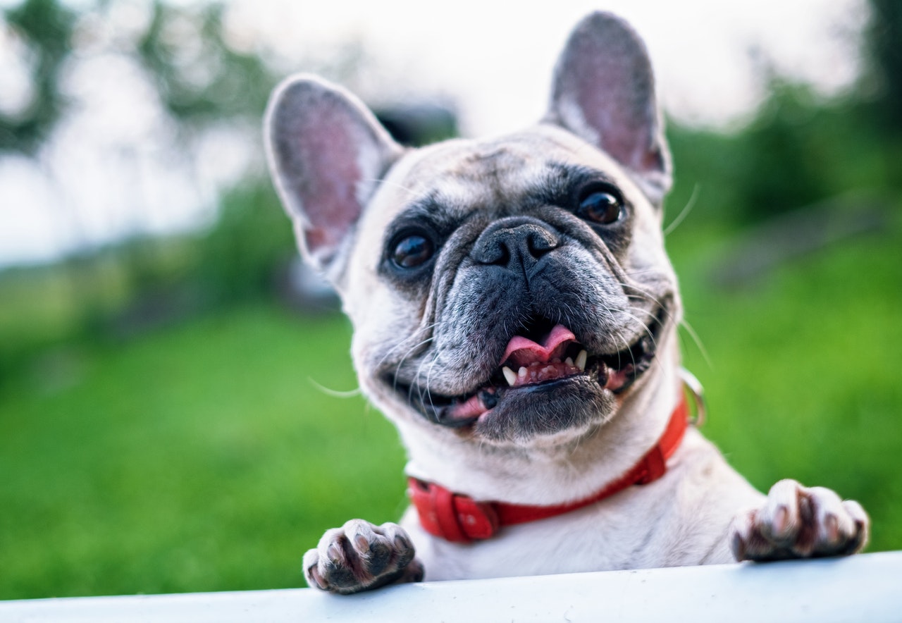 Close-up shot of a tan French Bulldog wearing a red collar.