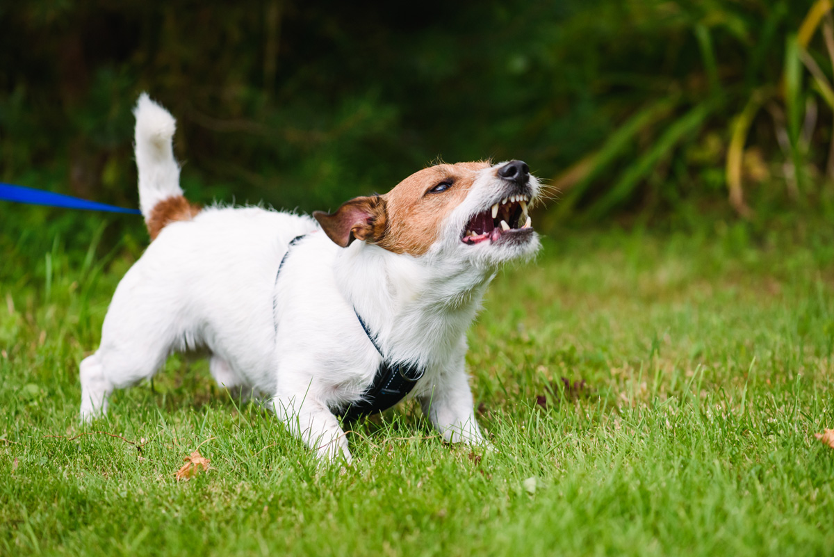 Terrier acting aggressively on leash.