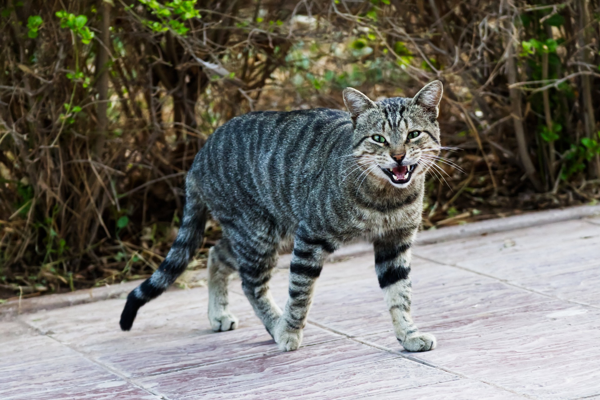 Tiger cat meowing while walking across a patio