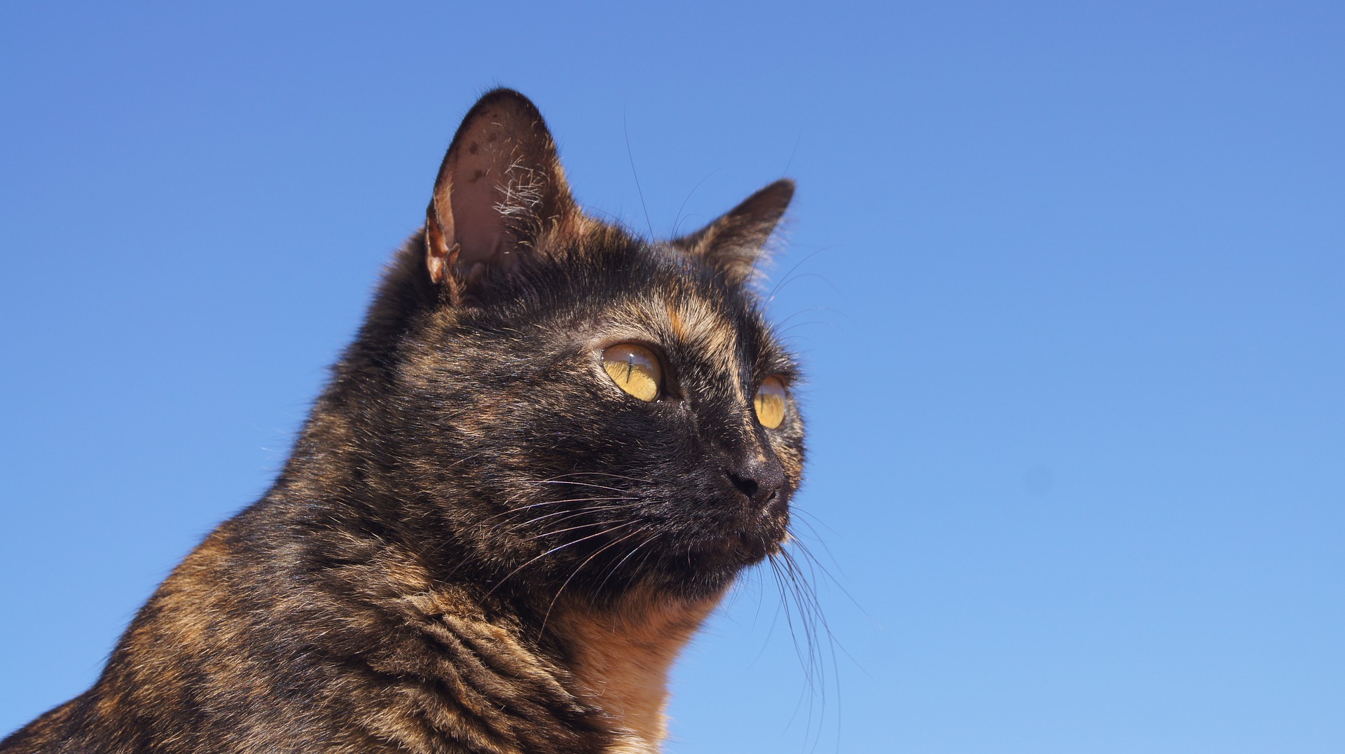 Tortoiseshell cat against a blue sky