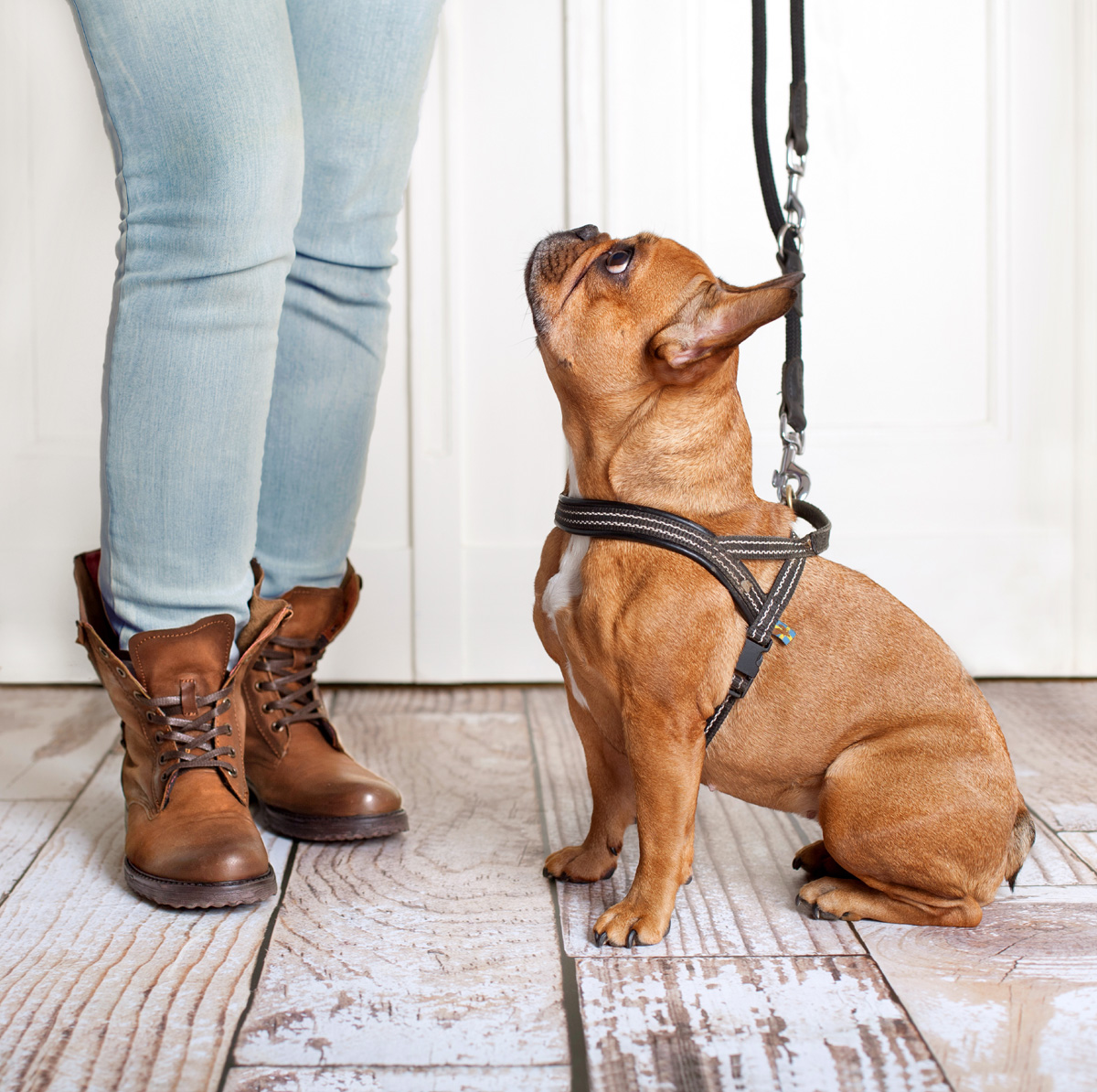 French bulldog obedience cheap
