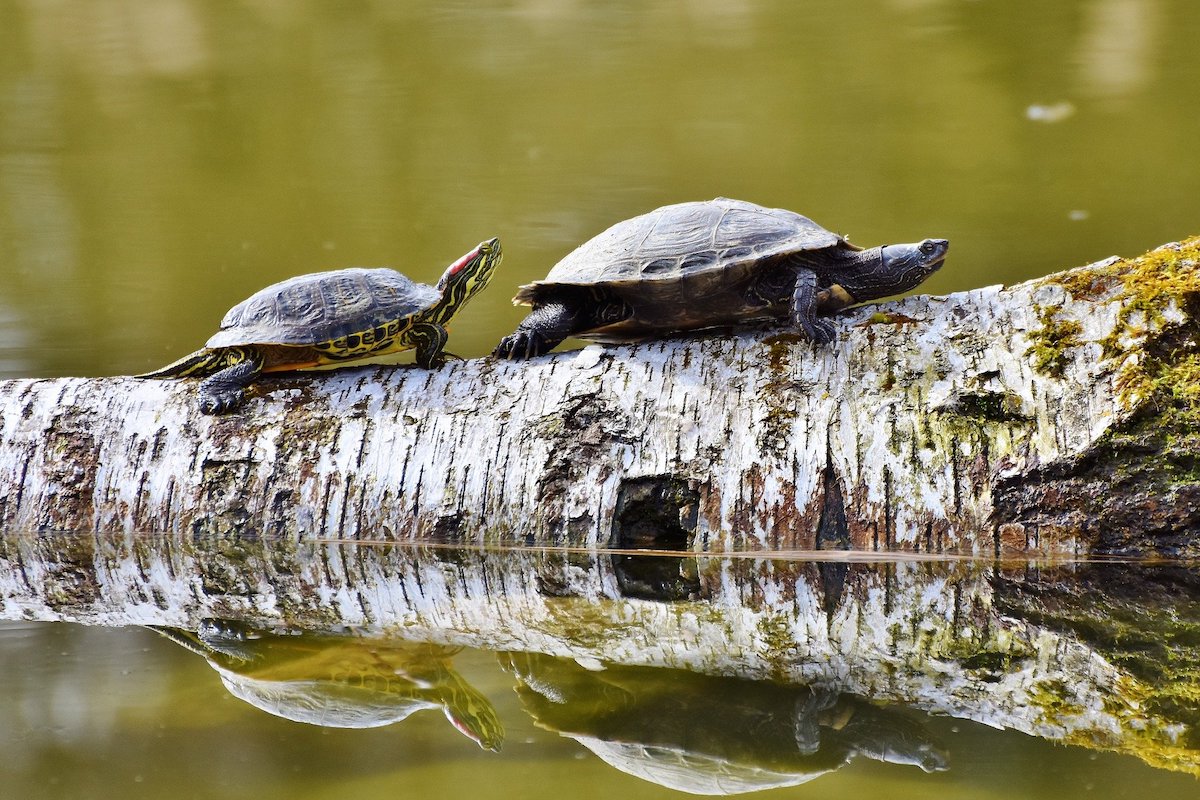 Two turtles sun on a log in the water