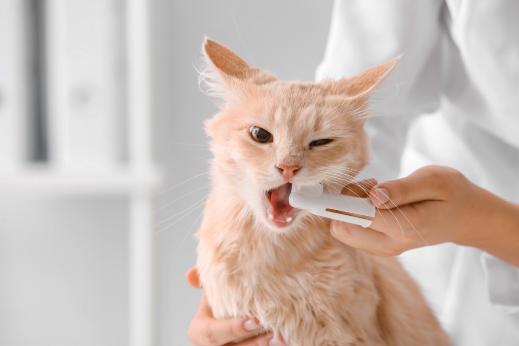 Veterinaras, valantis katės dantis pirštų šepetėliu
