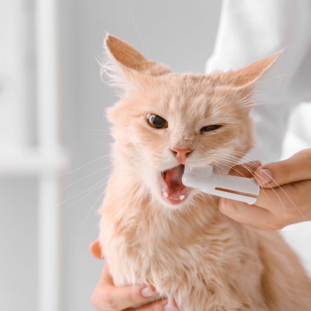 A vet brushing a cat's teeth with a finger brush