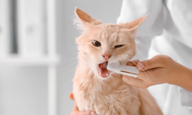 A vet brushing a cat's teeth with a finger brush