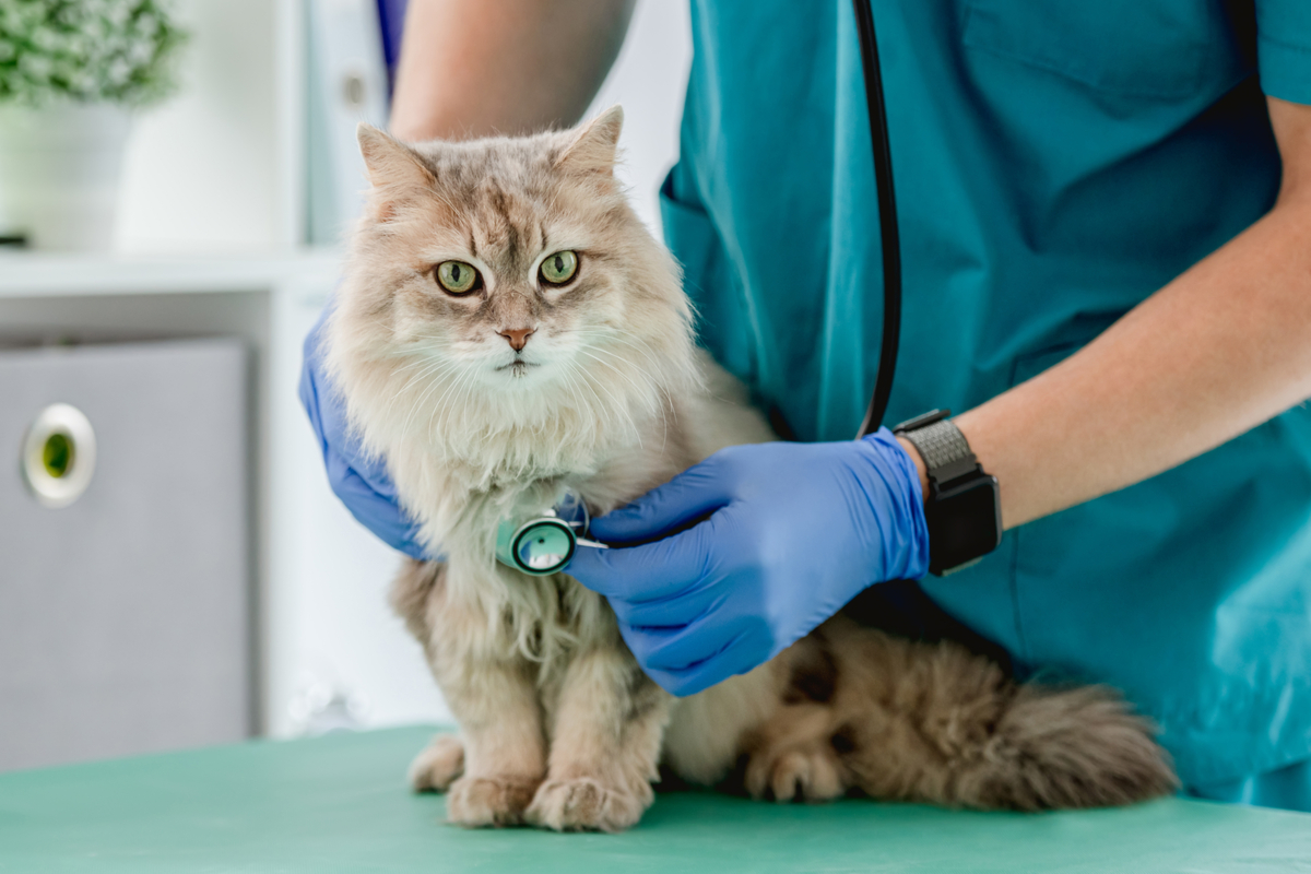 Vet listening to a longhaired cat's heart