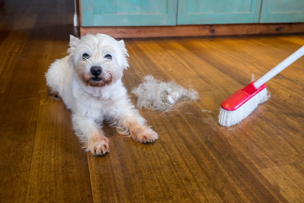 A small white dog sits on the hardwood floor next to a broom and a pile of hair