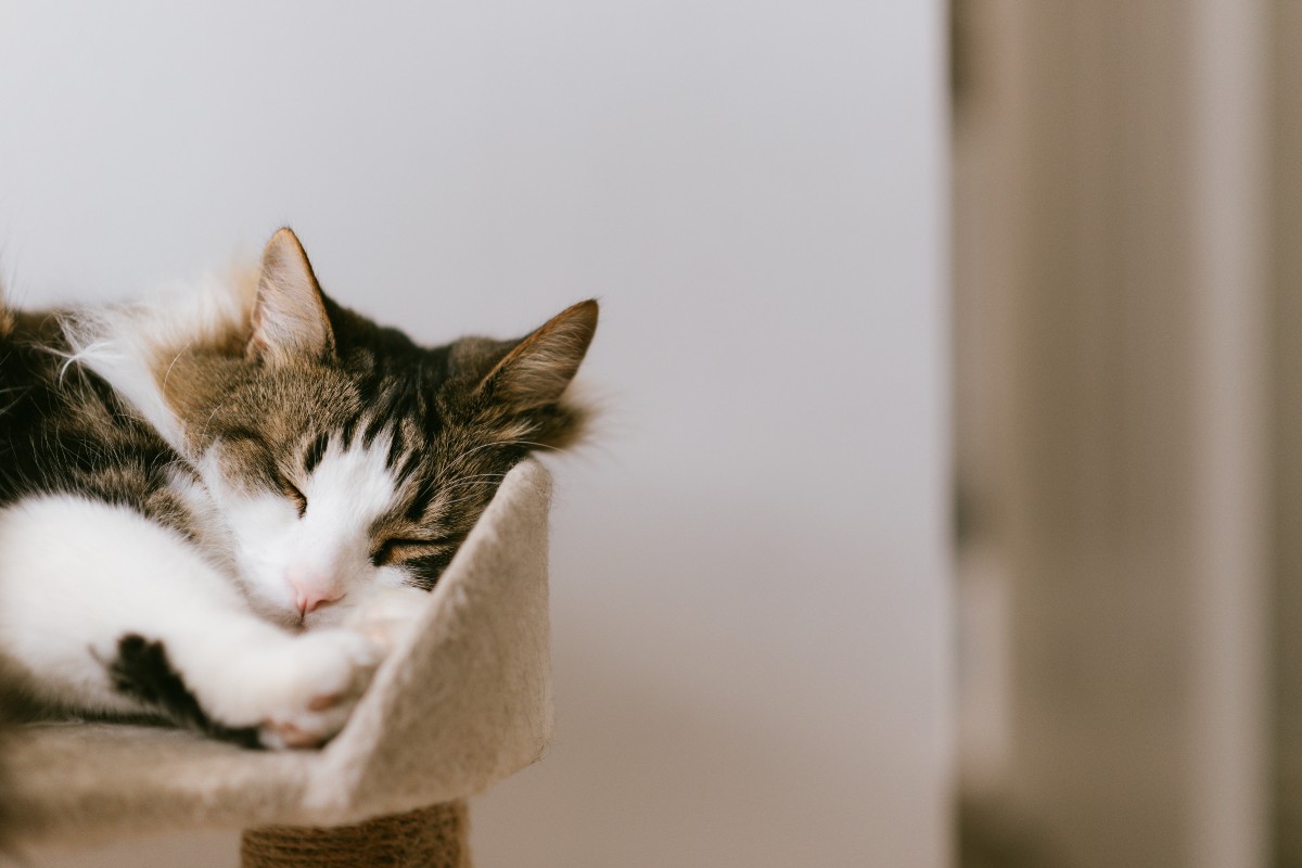 White and gray tabby sleeping 