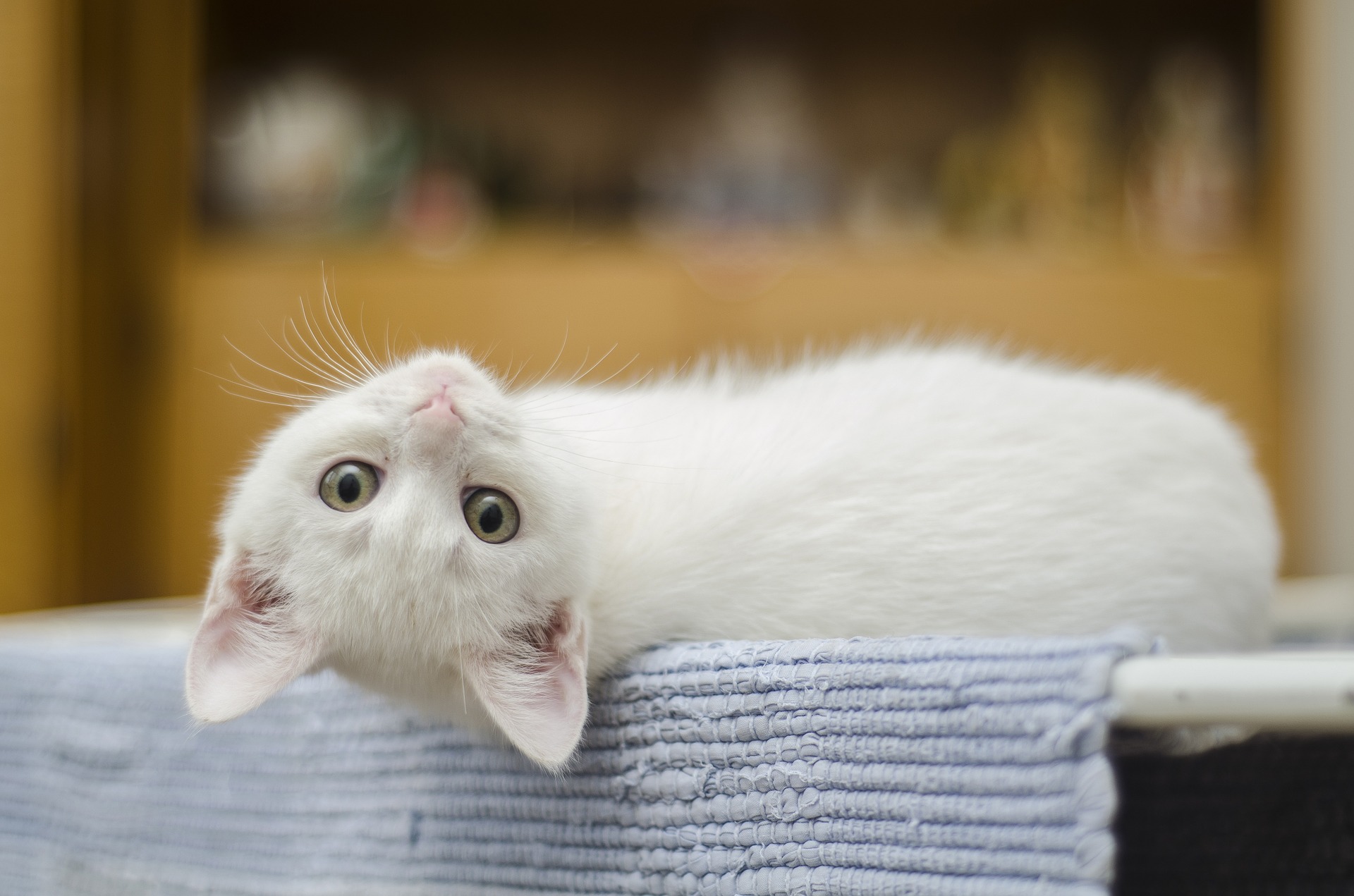 White kitten looking backwards while lying on a table