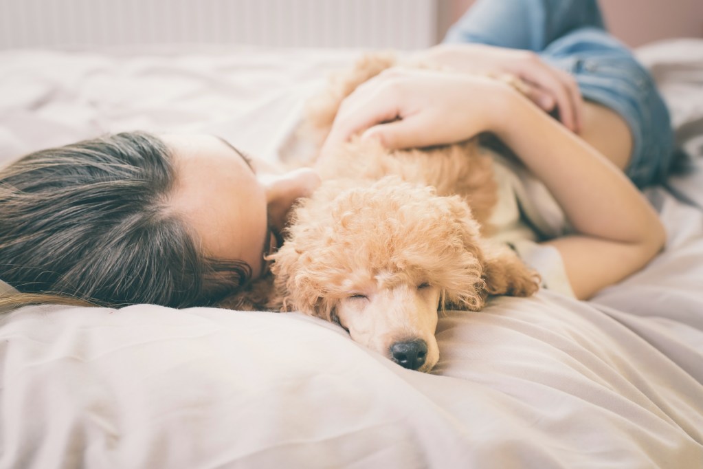 A woman lies in bed hugging her miniature poodle